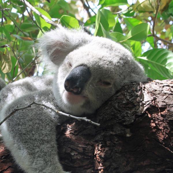 Austràlia - Queensland - Illa Magnetic - koala