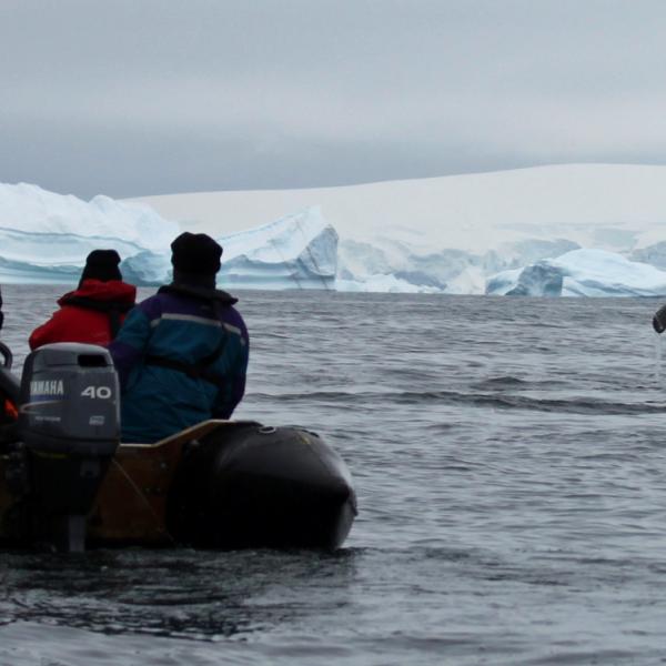 Antàrtida - Península - balenes - zòdiac