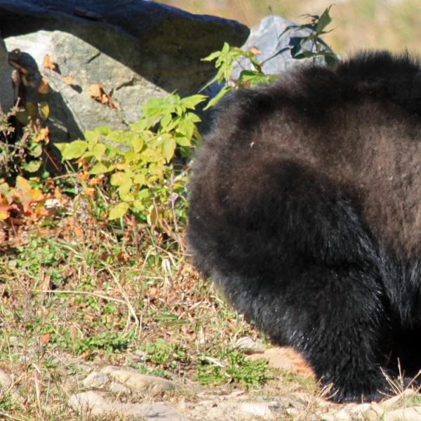 Osos en Canadá