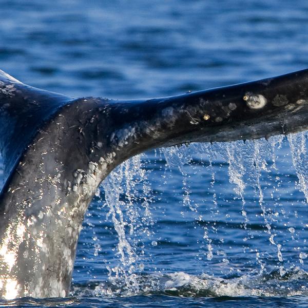 Ballenas en Canadá