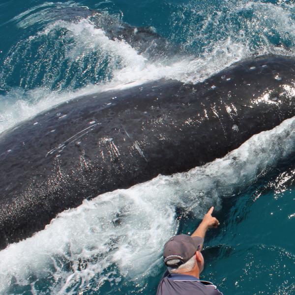 Australia - Queensland - Hervey Bay - Fraser Island - ballenas