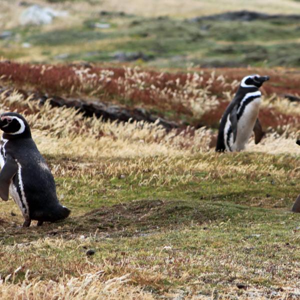 Antártida - Malvinas - Carcass Bay - Pingüino de Magallanes