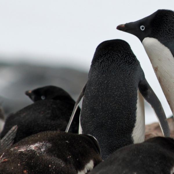 viaje-peninsula-antarctica