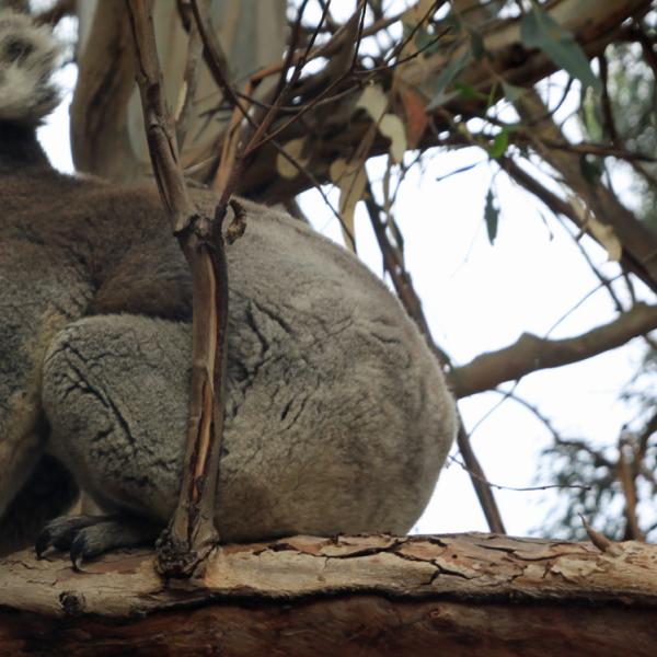 Australia - Queenslad - Magnetic Island - Isla Canguro - koala