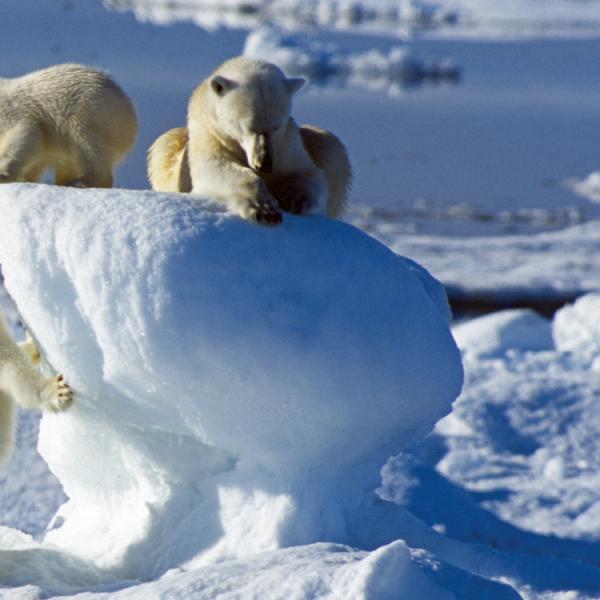 Viatges a Svalbard - óssos polars