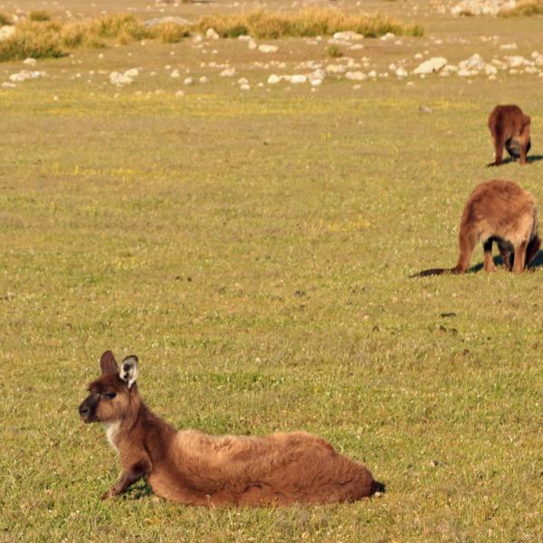 Austràlia - Illa Cangur - cangurs