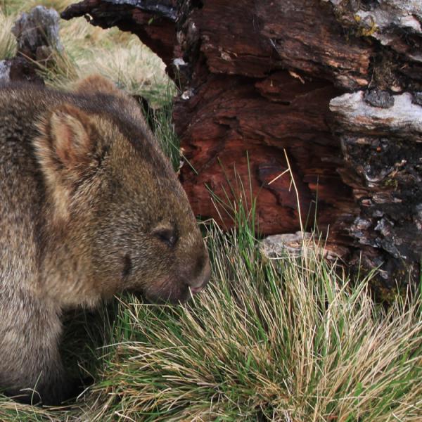 Australia - Tasmania - Cradle Mountain - wombat