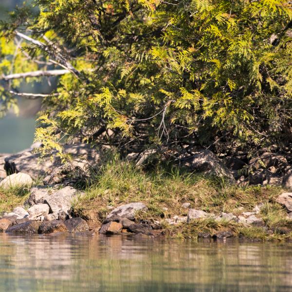 Osos en Canadá