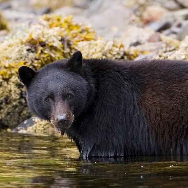 Osos en Canadá