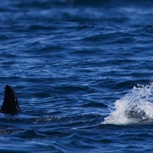 Ballenas en Canadá