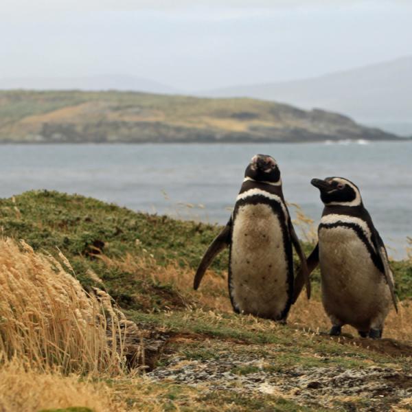 Antártida - Malvinas - Carcass Bay - Pingüino de Magallanes