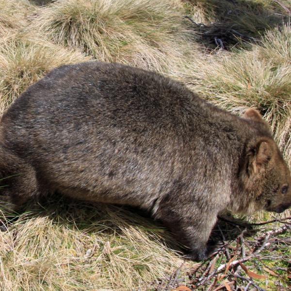 Australia - Tasmania - Cradle Mountain - wombat