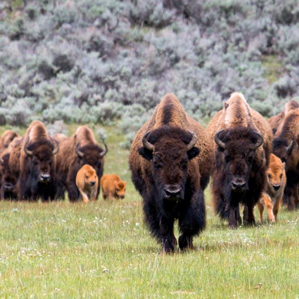 Viajes a Estados Unidos - Parque Nacional Yellowstone