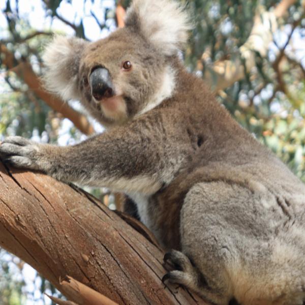 Austràlia - Illa Cangur - koala