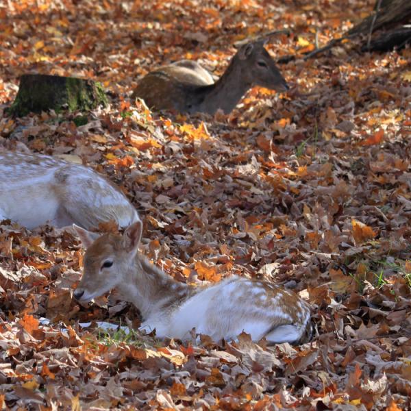 Parcs Nacionals del Canadà