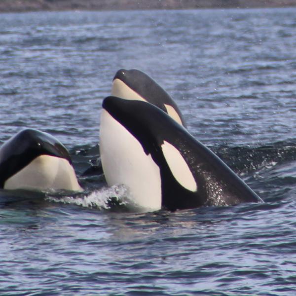 Ballenas en Canadá