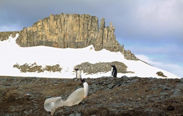 Viaje a la Antártida e Islas Shetland del Sur