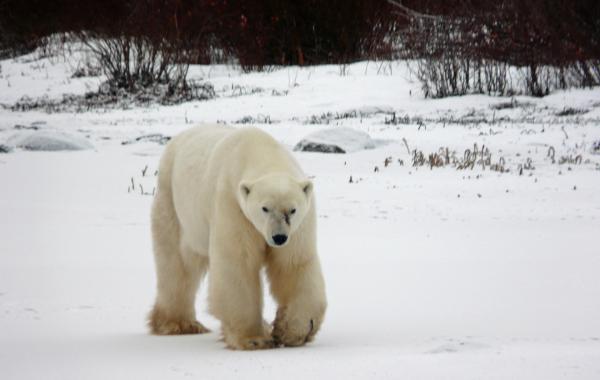 Viaje osos polares en Churchill