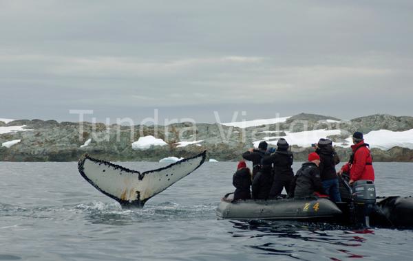 Ballenas