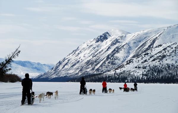 Viatges Canadà: trineus de gossos al Yukon