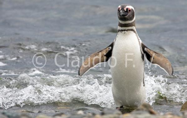 Patagonia chilena