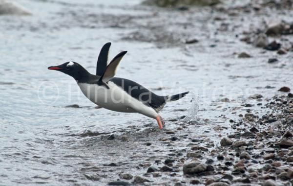 Pingüino papúa en la Antártida