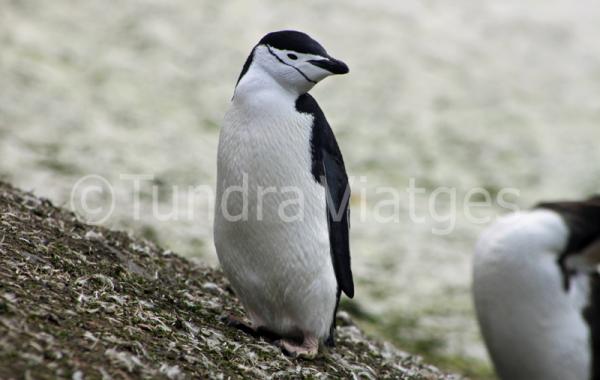 Pingüino en la Antártida.