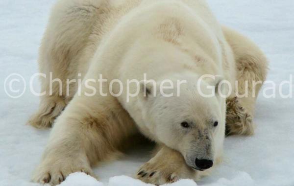 Osos polar en Spitsbergen, Svalbard.