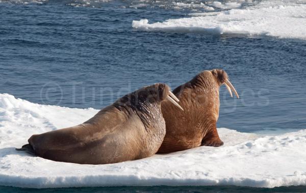 Spitsbergen, Islas Svalbard