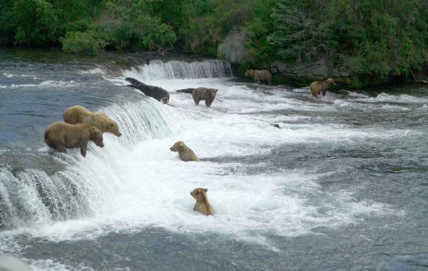 Viajes a Alaska, Katmai