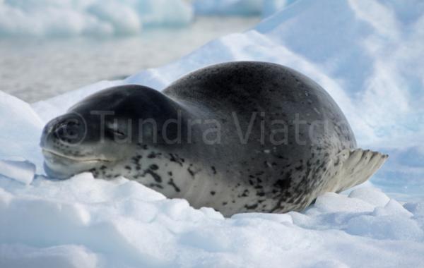 Viatges Península Antàrtica