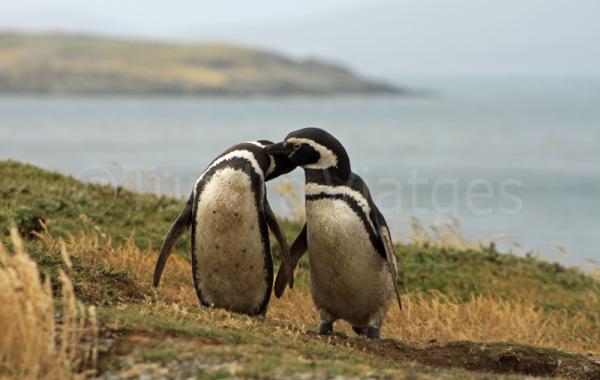 Viajes a las Islas Malvinas