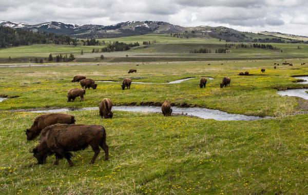 Viaje a Yellowstone