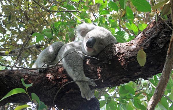 Viaje a Australia