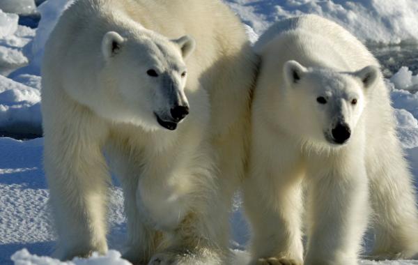 Viatge óssos polars - Badia de Hudson - Canadà
